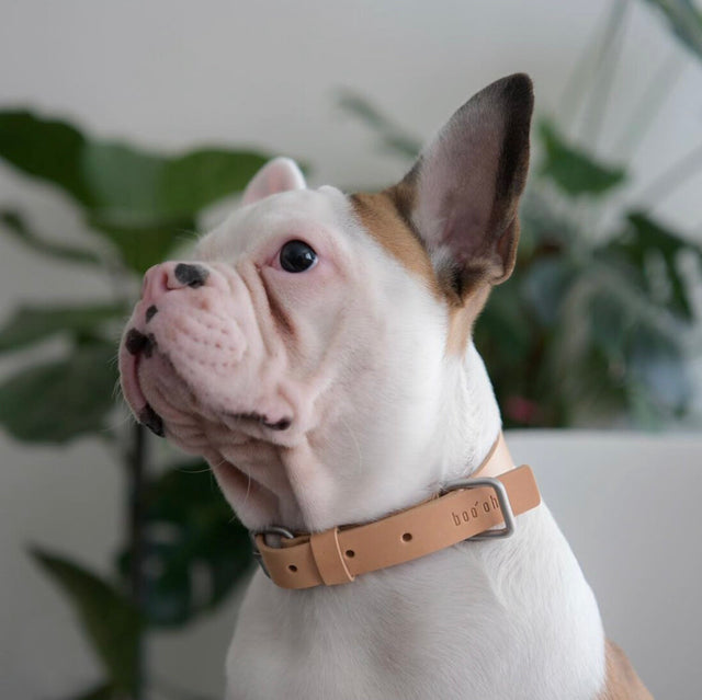 Boo Oh Lumi Dog Collar - Silver + Tan - Small