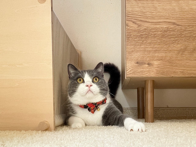 Necoichi Gilded Gold Bow Tie Cat Collar Red