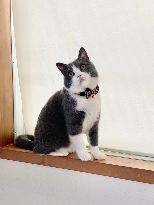 Necoichi Gilded Gold Bow Tie Cat Collar Black