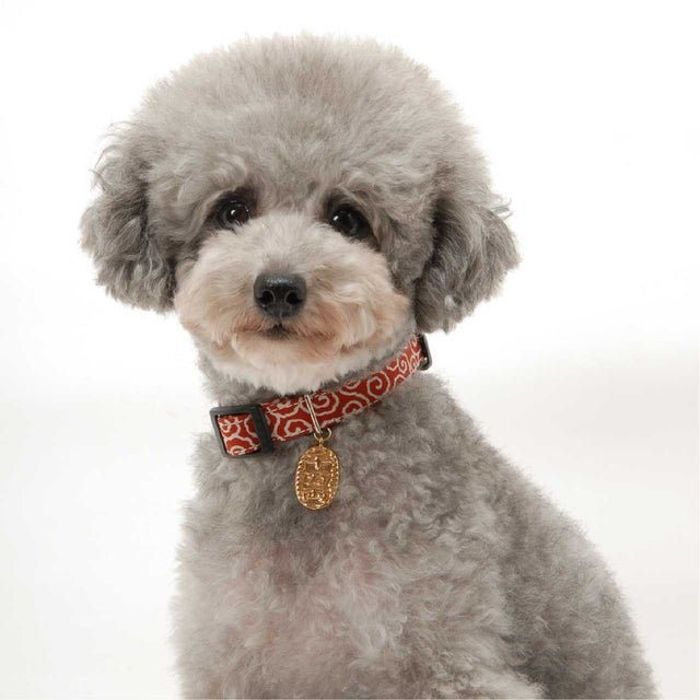 Necoichi Ninja Dog Collar Red