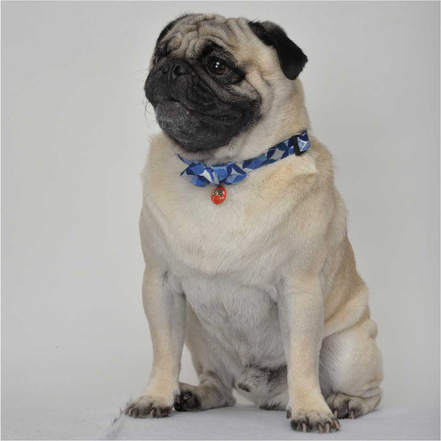 Necoichi Daruma Charm Bow Tie Dog Collar Blue