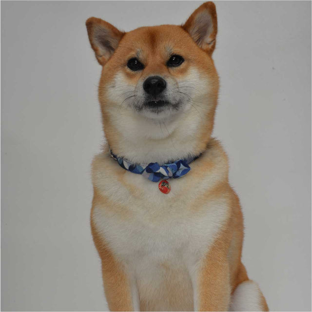 Necoichi Daruma Charm Bow Tie Dog Collar Blue