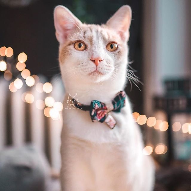 Necoichi Kabuki Charm Bow Tie Cat Collar Navy