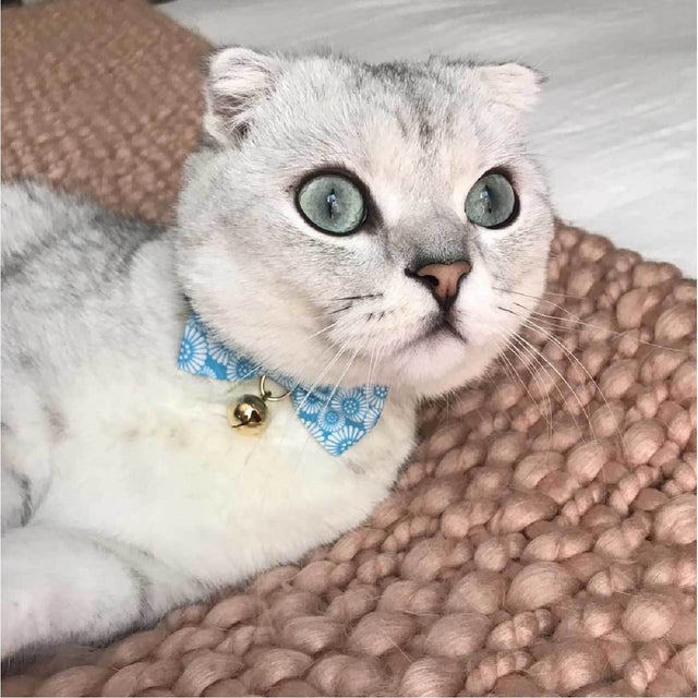 Necoichi Kiku Ribbon Bow Tie Cat Collar Baby Blue