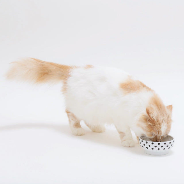 Necoichi Anti-Spill Cat Food Bowl (Cat Dots)