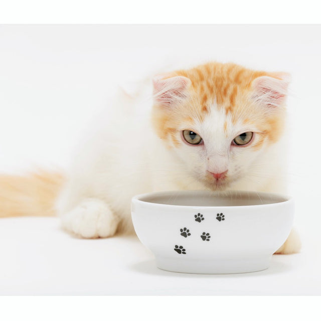 Necoichi Anti-Spill Cat Food Bowl