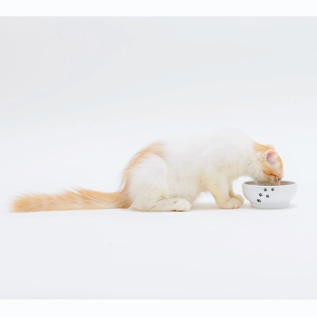 Necoichi Anti-Spill Cat Food Bowl
