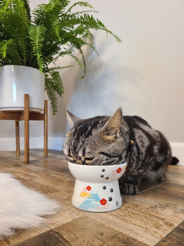 Necoichi Raised Cat Food Bowl (Fuji)