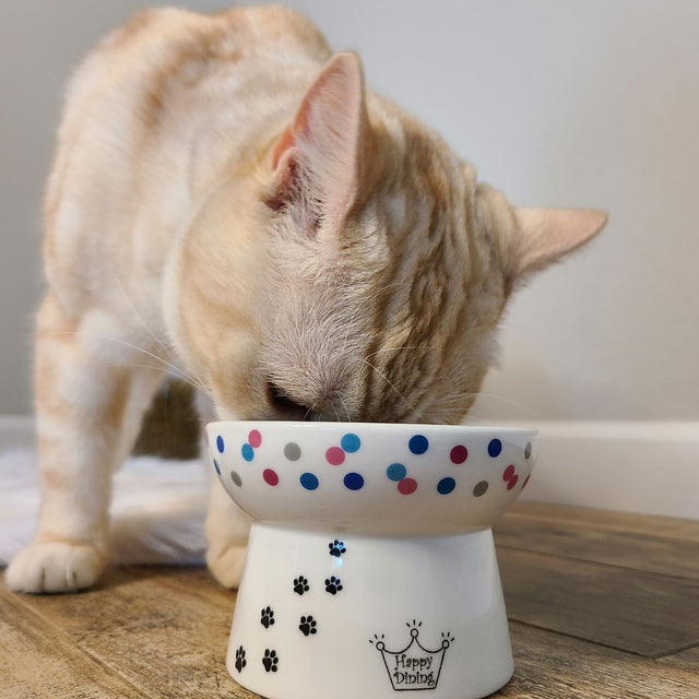 Necoichi Raised Cat Food Bowl (Colourful Dots)
