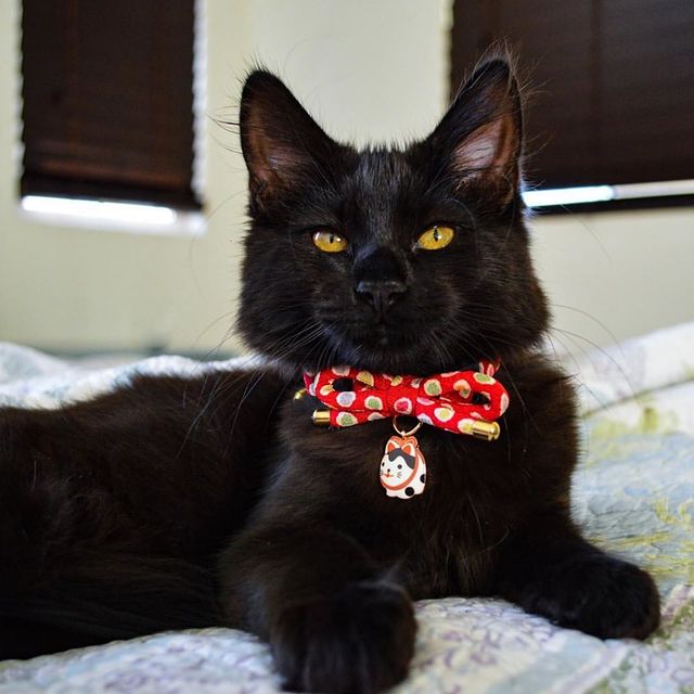 Necoichi ZEN Hariko Charm Cat Collar Red