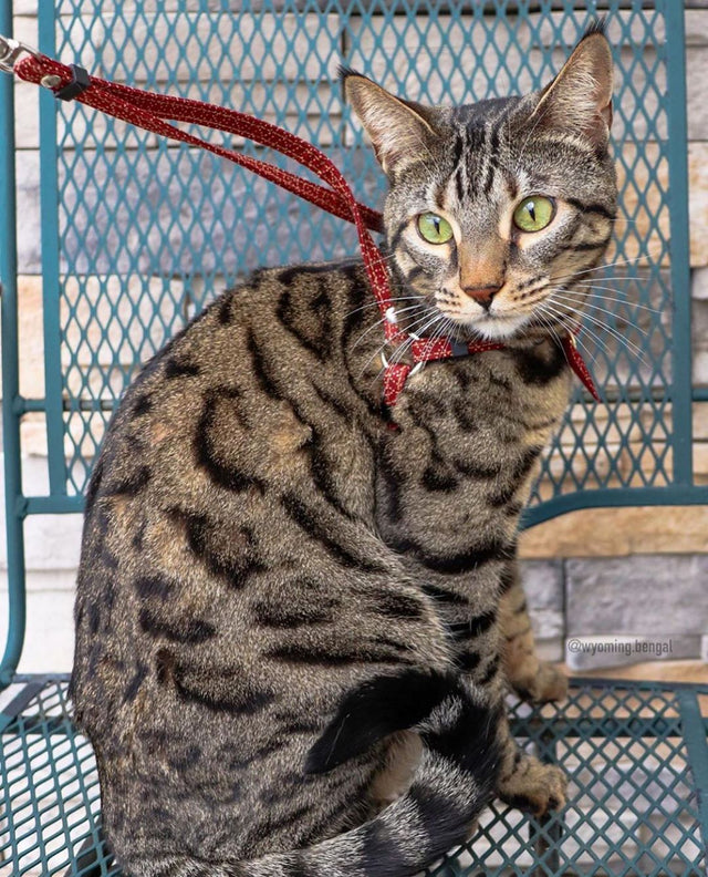 Necoichi ZEN Fish Charm Cat Harness & Leash Set Red