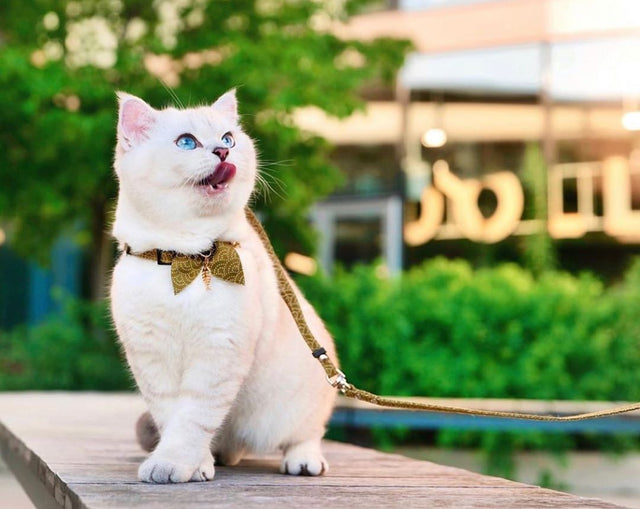 Necoichi ZEN Fish Charm Cat Harness & Leash Set Green
