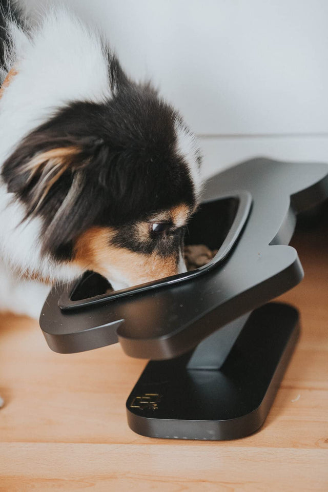 ViviPet Pawsome Elevated Dog Feeder for Cats and Dogs