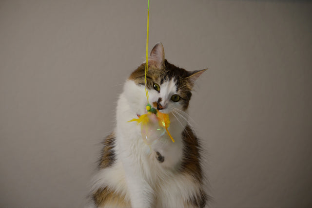 Necoichi Crinkly Critters Bouncy Bee Adjustable Cat Wand