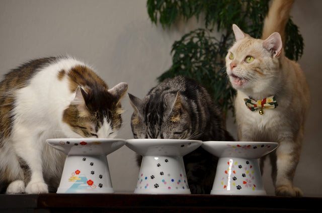 Necoichi Raised Cat Food Bowl Extra Wide (Fuji)