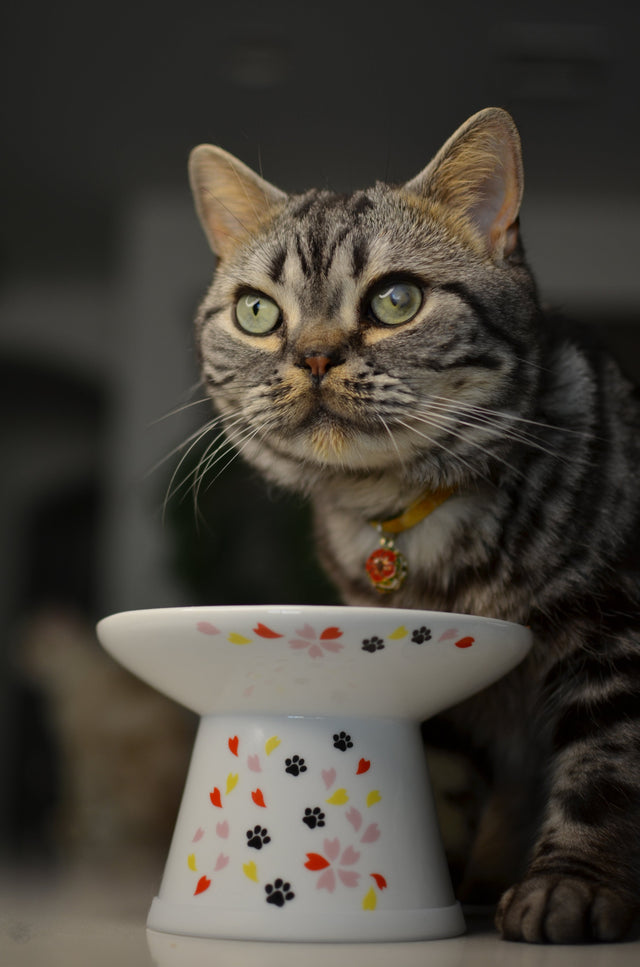Necoichi Raised Cat Food Bowl Extra Wide (New Sakura)