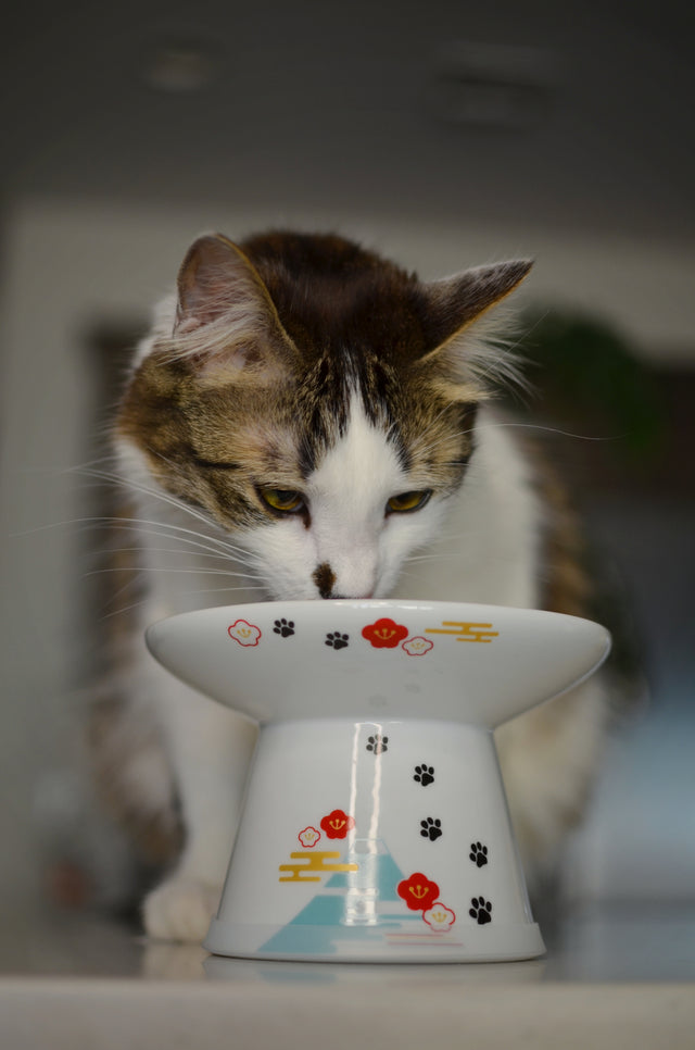 Necoichi Raised Cat Food Bowl Extra Wide (Fuji)