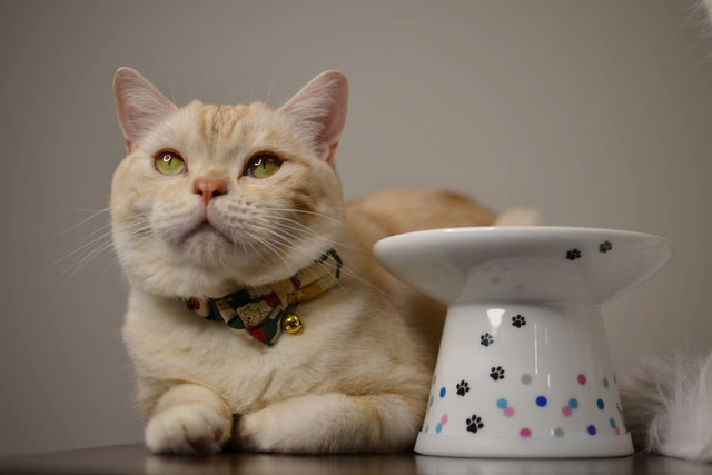 Necoichi Raised Cat Food Bowl Extra Wide (Colourful Dots)