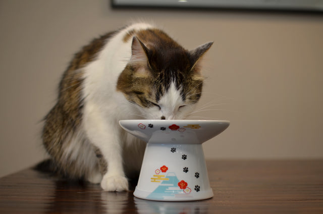 Necoichi Raised Cat Food Bowl Extra Wide (Fuji)