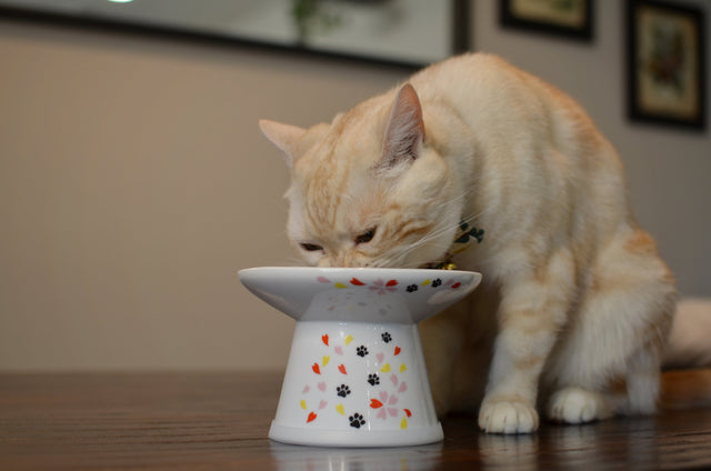 Necoichi Raised Cat Food Bowl Extra Wide (New Sakura)