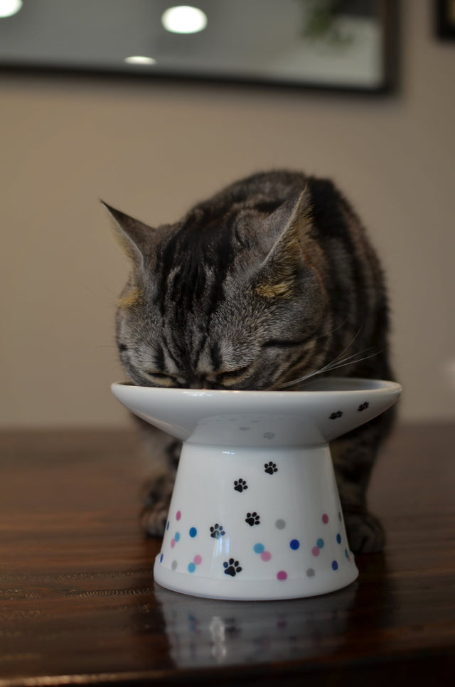 Necoichi Raised Cat Food Bowl Extra Wide (Colourful Dots)