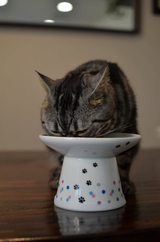 Necoichi Raised Cat Food Bowl Extra Wide (Colourful Dots Limited Edition)