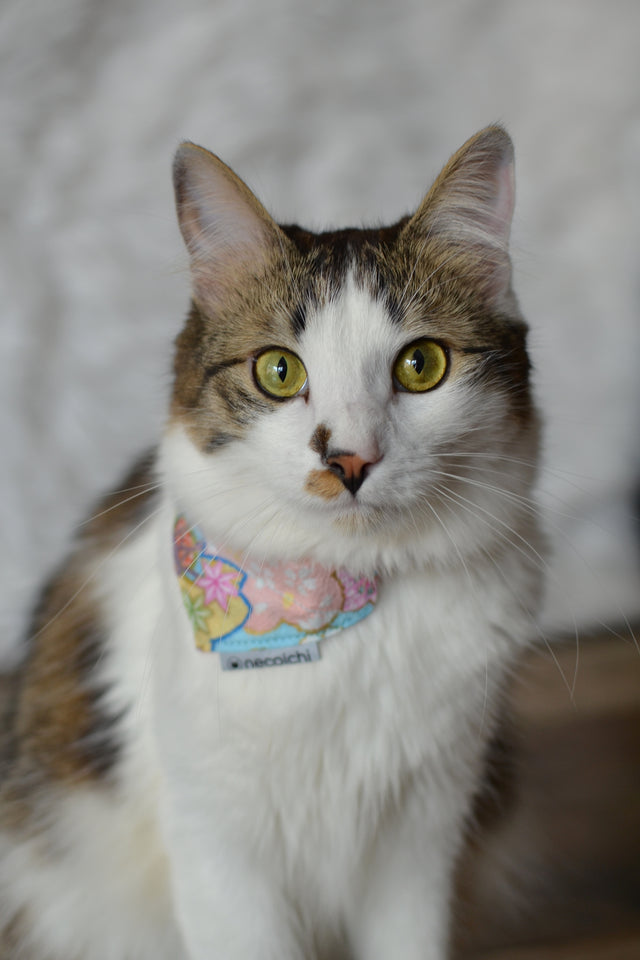 Necoichi Bandana Cat Collar With Air Tag Pocket (Blossoms Baby Blue)