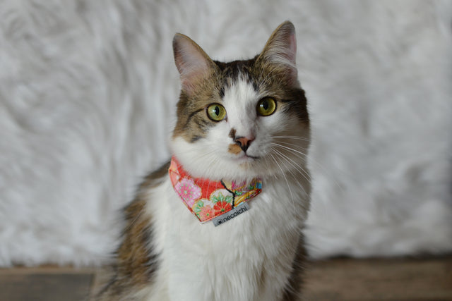 Necoichi Bandana Cat Collar With Air Tag Pocket (Blossoms Red)