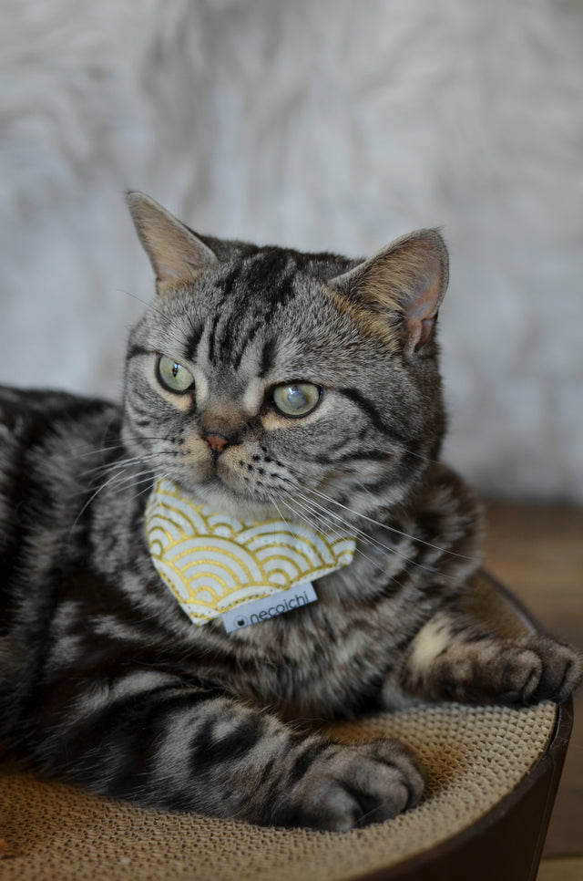 Necoichi Bandana Cat Collar With Air Tag Pocket (Gilded Wave White)