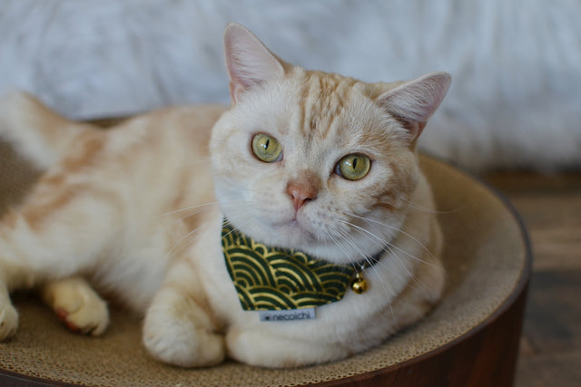 Necoichi Bandana Cat Collar With Air Tag Pocket (Gilded Wave Green)