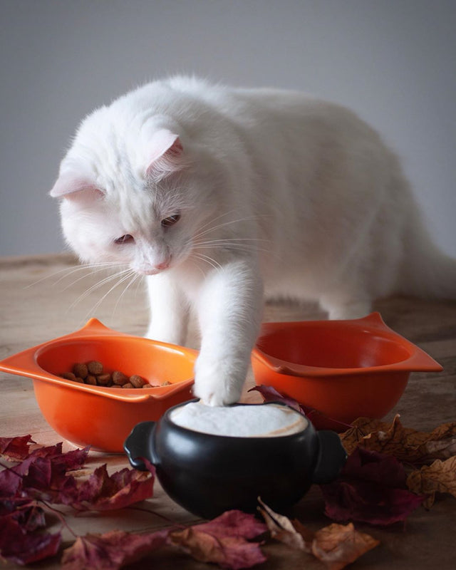 ViviPet Ceramic Sassy Bowl
