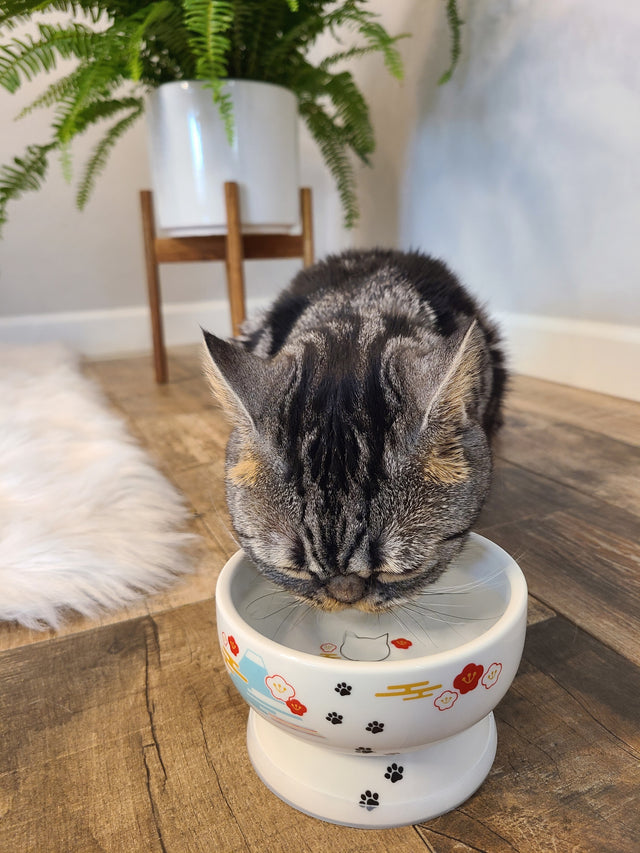 Necoichi Raised Cat Water Bowl (Fuji)
