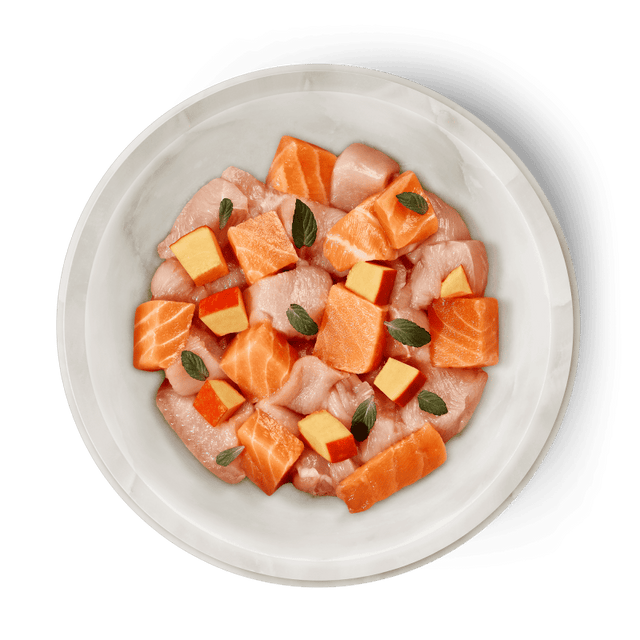 Terra Felis Grain Free Cat Wet Food, Salmon & Chicken