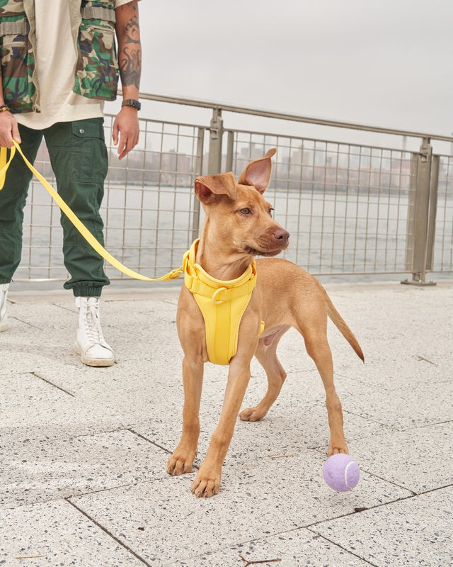 Wild One Dog Harness - Butter