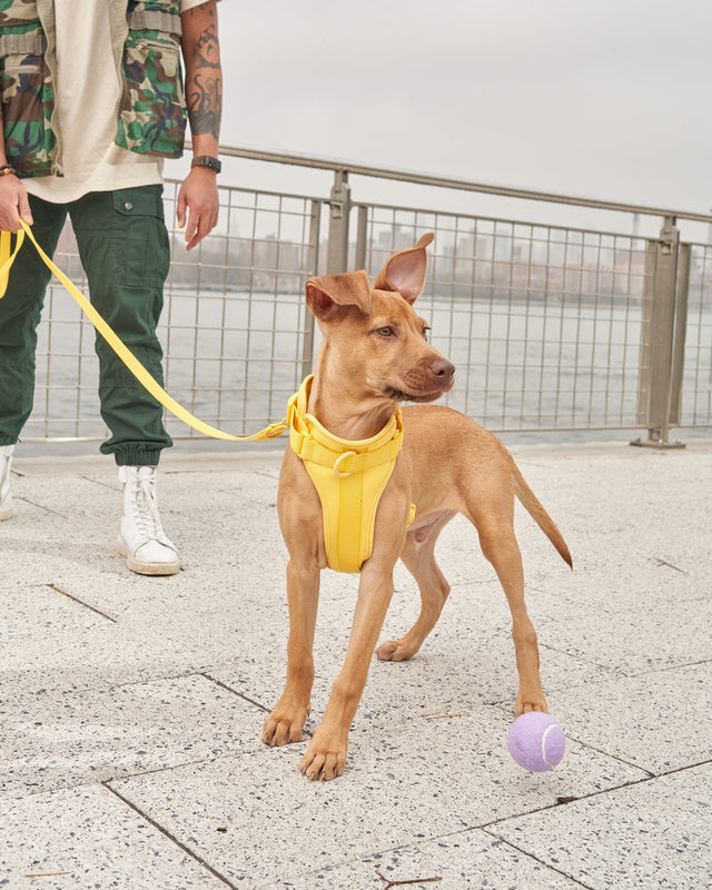 Wild One Dog Harness - Cocoa
