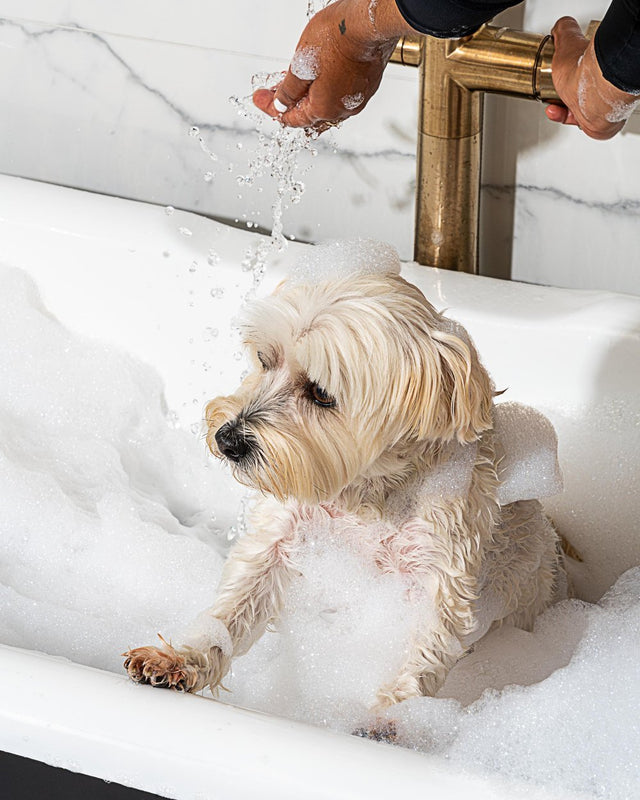 Wild One Natural Dog Shampoo - Lemongrass & Grapefruit