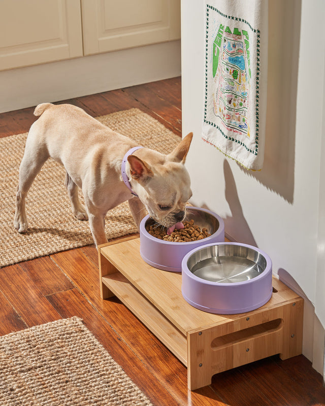 Wild One Dog Bowl- Lilac