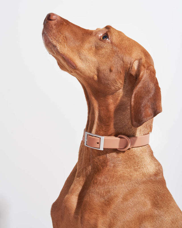 Wild One Dog Collar -  Cocoa