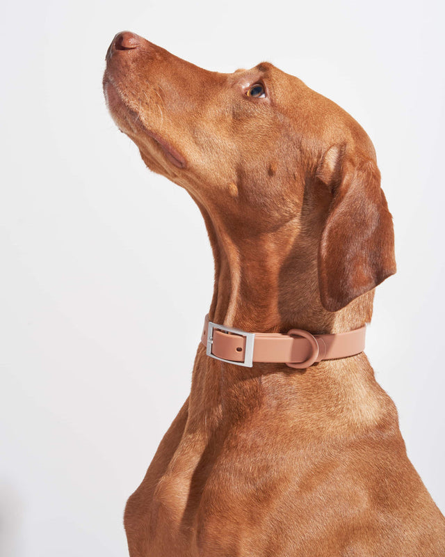Wild One Dog Collar - Cocoa