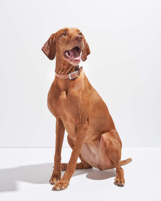 Wild One Dog Collar - Cocoa