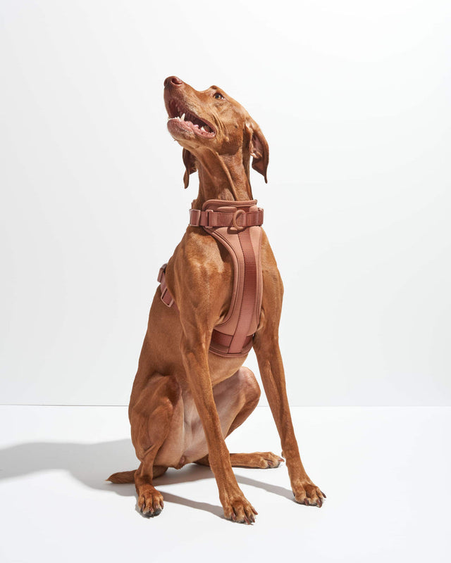 Wild One Dog Harness - Cocoa