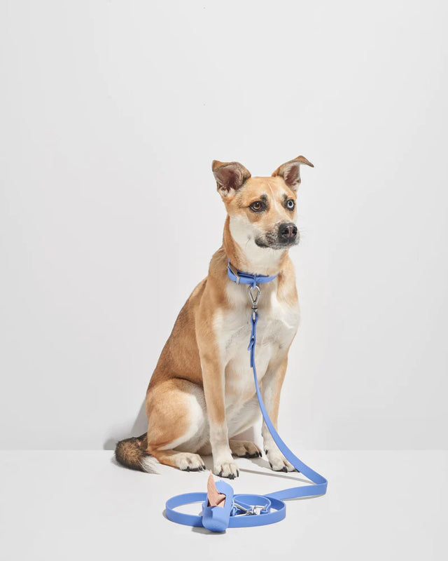 Wild One Dog Collar - Moonstone