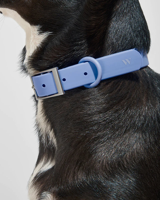 Wild One Dog Collar - Moonstone