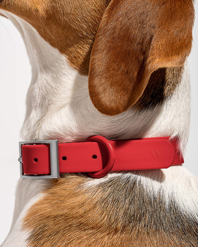 Wild One Dog Collar - Strawberry