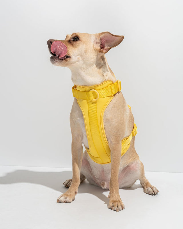 Wild One Dog Harness - Butter
