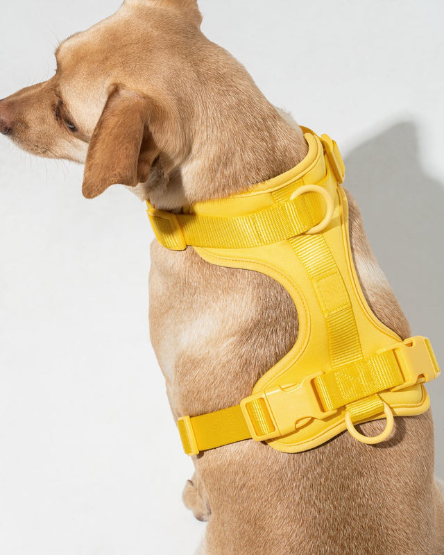 Wild One Dog Harness - Butter