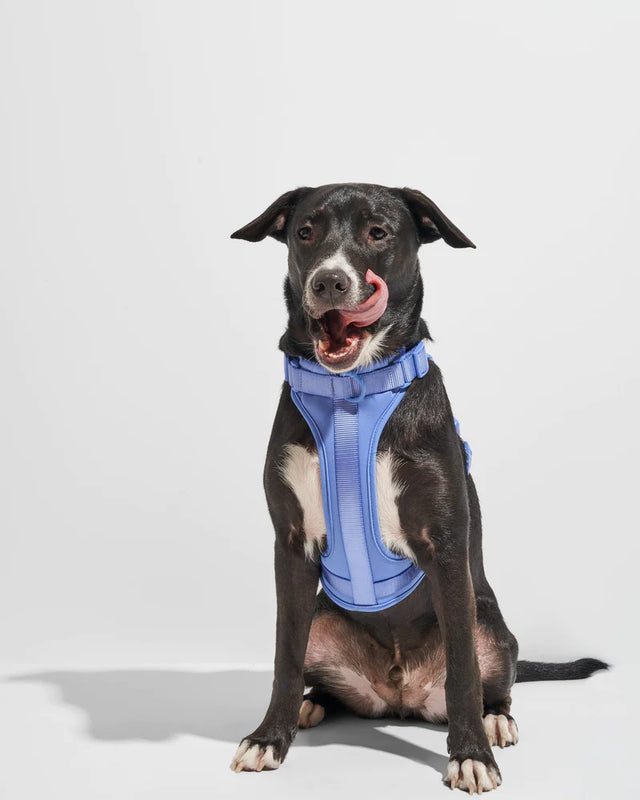 Wild One Dog Harness - Moonstone