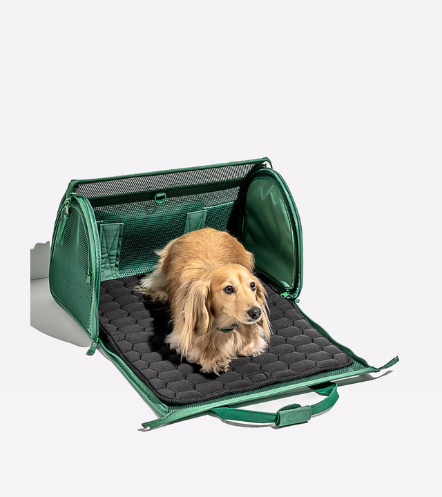 Wild One Travel Carrier - Spruce