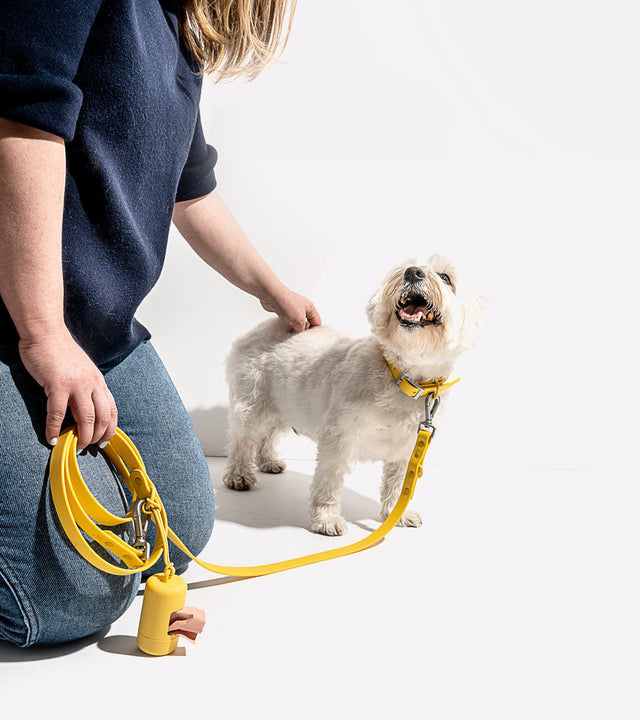 Wild One Dog Leash - Butter