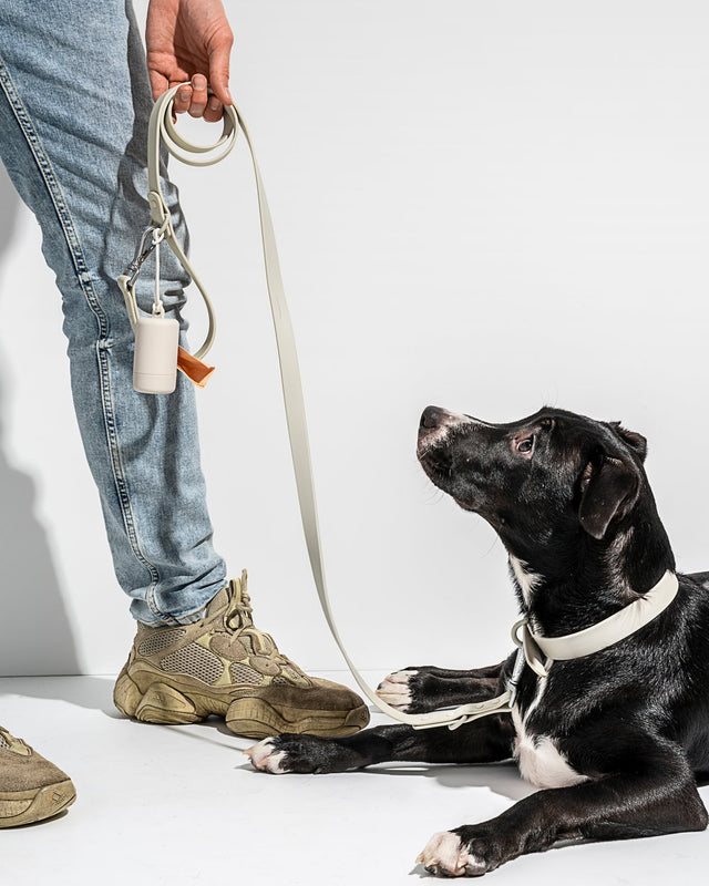 Wild One Dog Collar - Grey